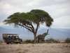 Tortilis Camp - game drive + elephant
